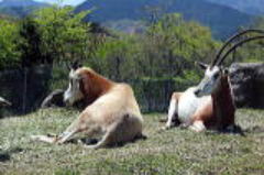 シオオリックス