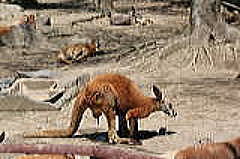 アカカンガルー