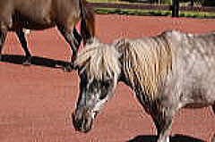 ミニチュアホース