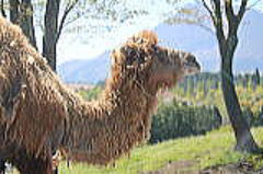 プタコブラクダ