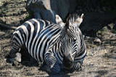 グランドシマウマ