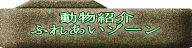 動物紹介 ふれあいゾーン